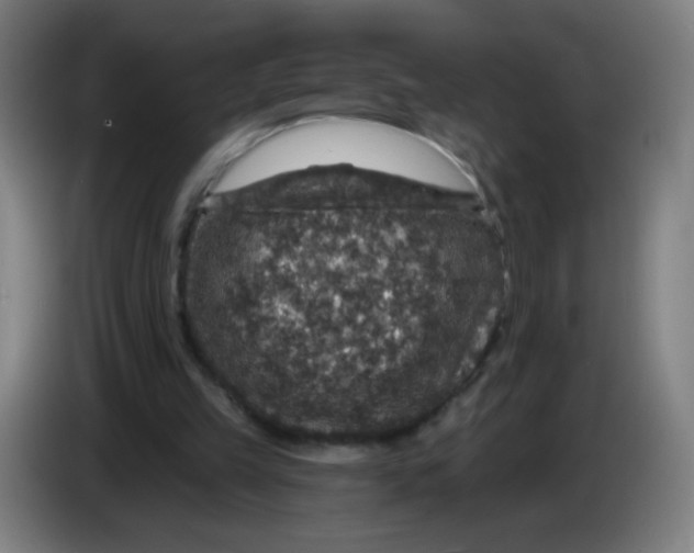 X0000085260149200703301840