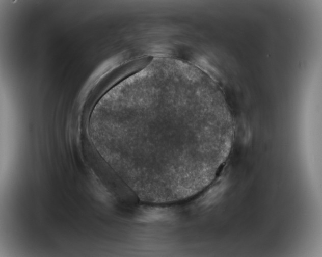 X0000085260293200703301838