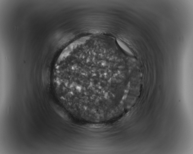 X0000085260303200703301838