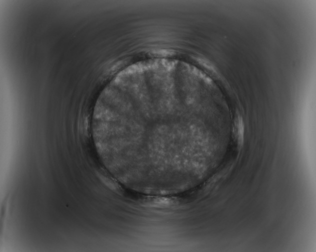 X0000085260330200703301838