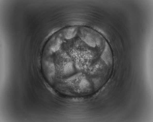 X0000085260345200703301837