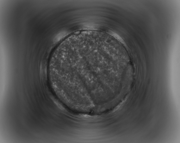 X0000085260349200703301837