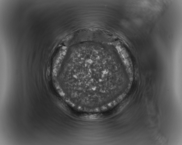 X0000085260365200703301837