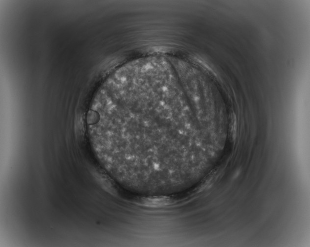 X0000085260410200703301837