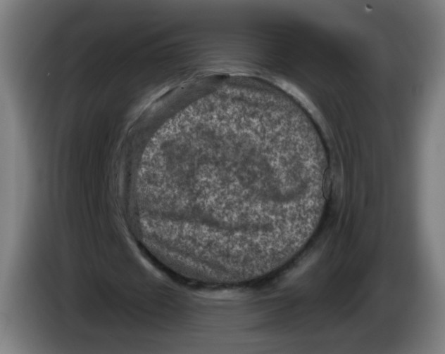 X0000085260433200703301836