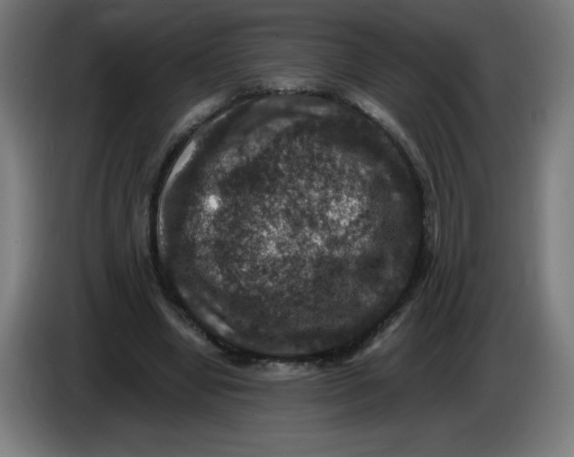 X0000085260442200703301836