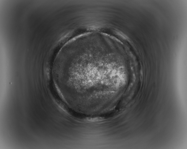 X0000085260452200703301836