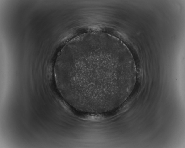 X0000085260466200703301836