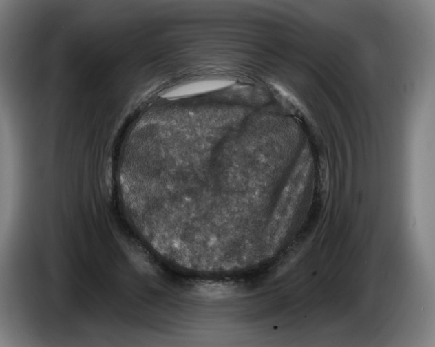 X0000085260494200703301836