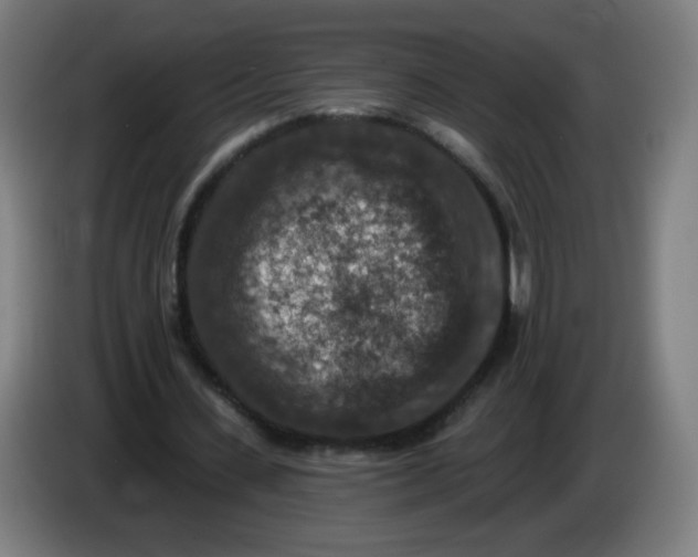 X0000085260531200703301834