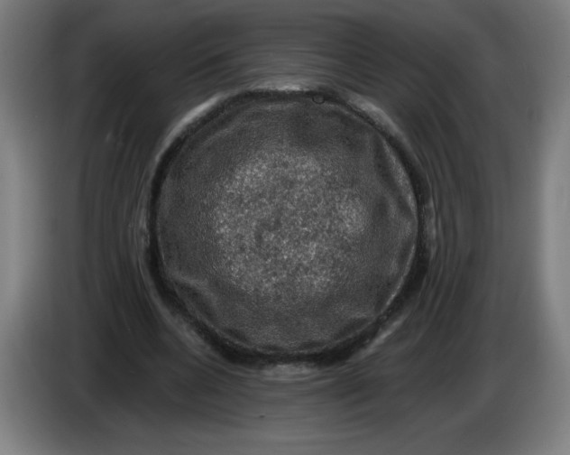 X0000085260536200703301834