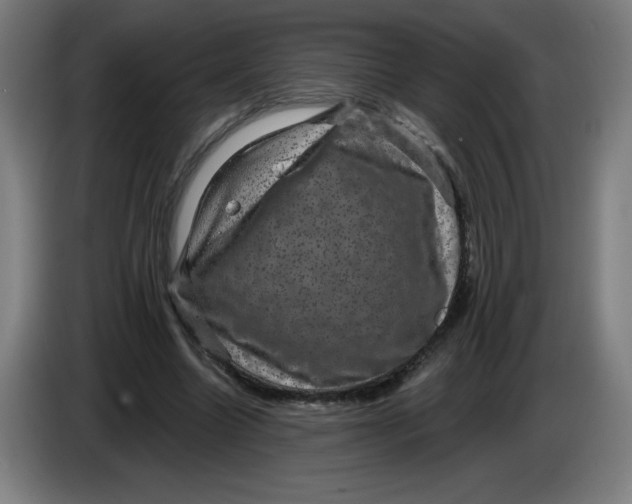 X0000085260538200703301835