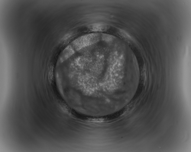 X0000085260554200703301835