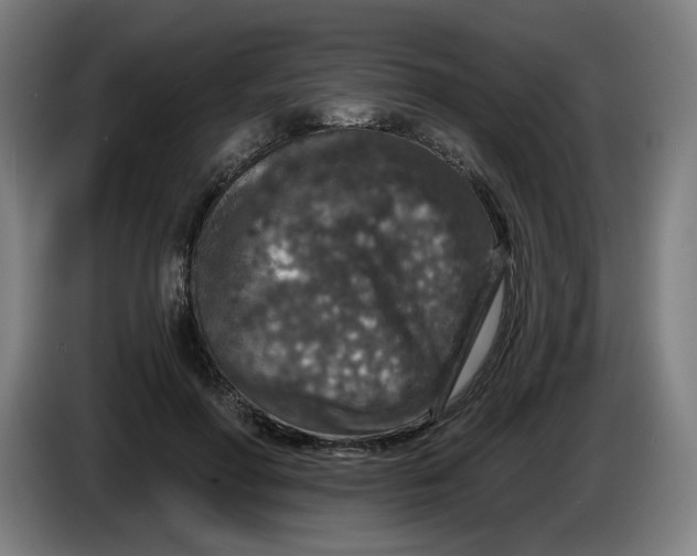 X0000085260598200703301834