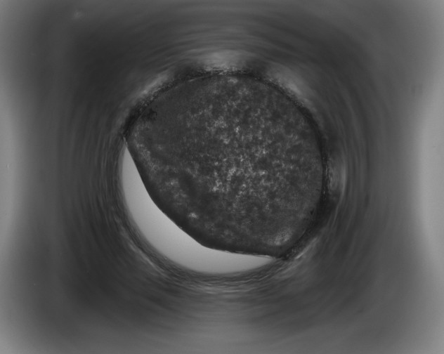 X0000085260637200703301833