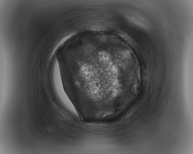 X0000085260727200703301832