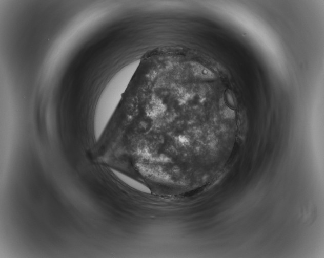 X0000085260765200703301832