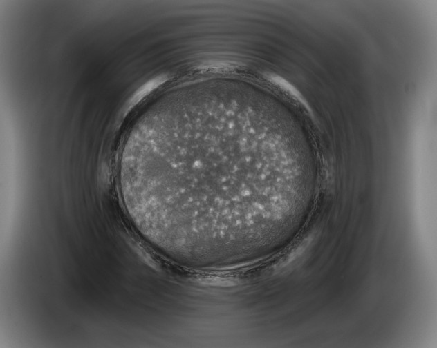 X0000085260874200703301830