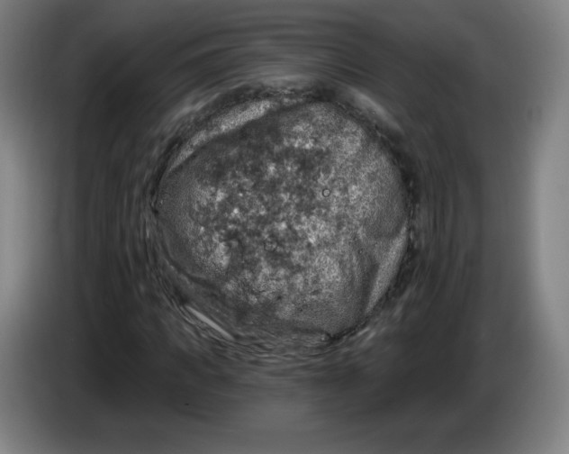 X0000085260917200703301829