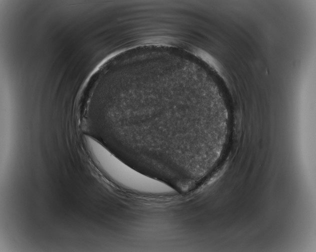 X0000085260923200703301829