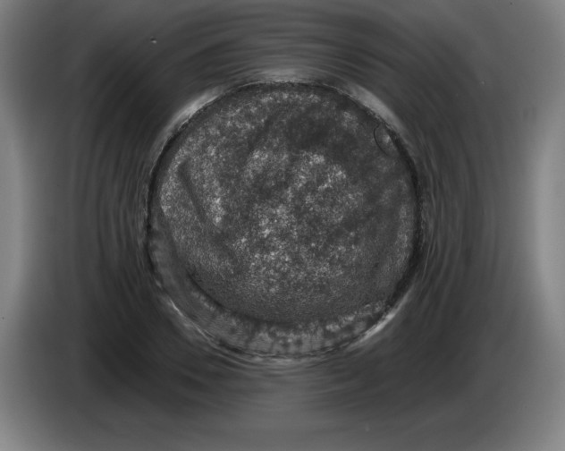 X0000085260930200703301829