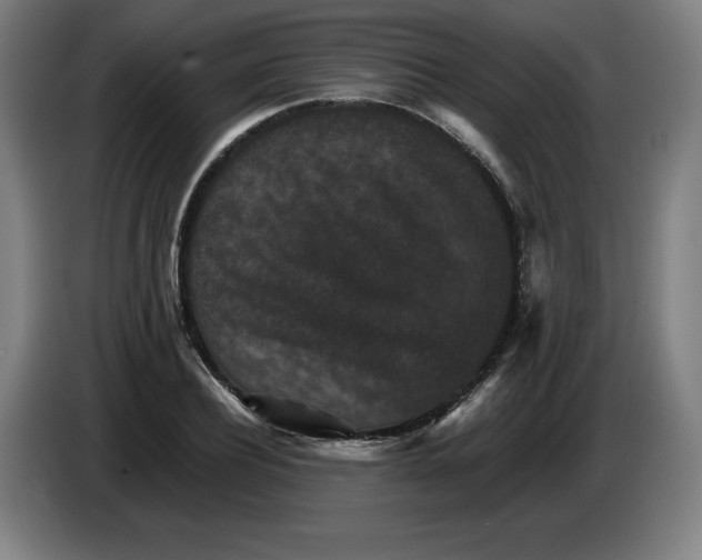 X0000085260932200703301829