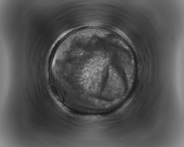 X0000085260939200703301829