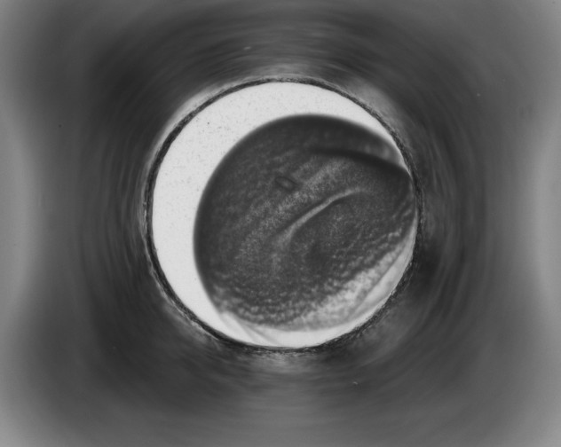 X0000085260950200703301830