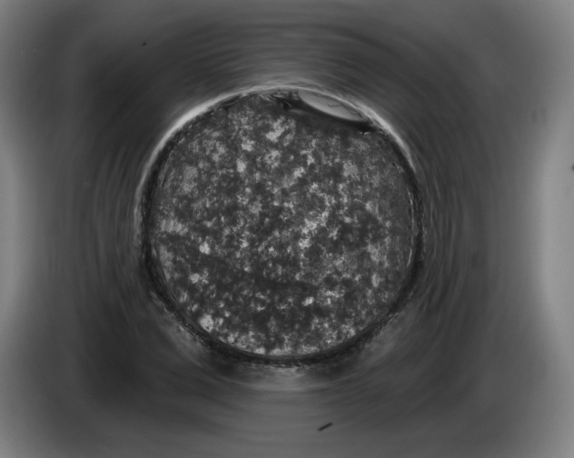 X0000085260975200703301829