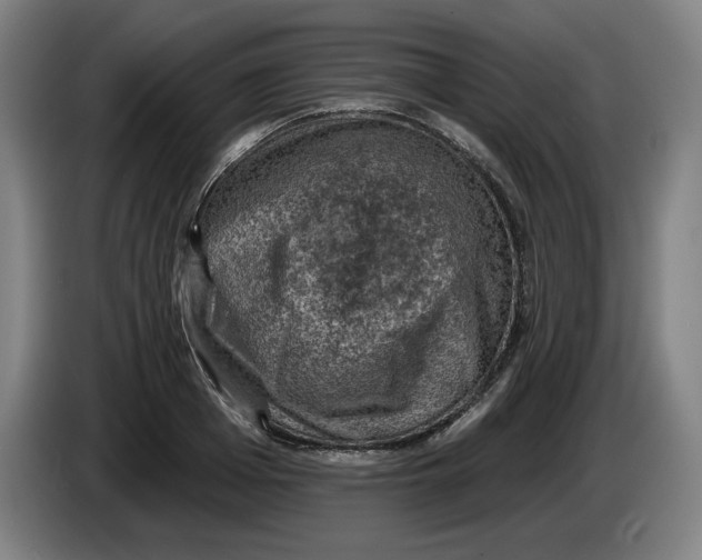 X0000085260985200703301829