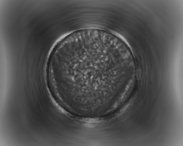 X0000085260995200703301829