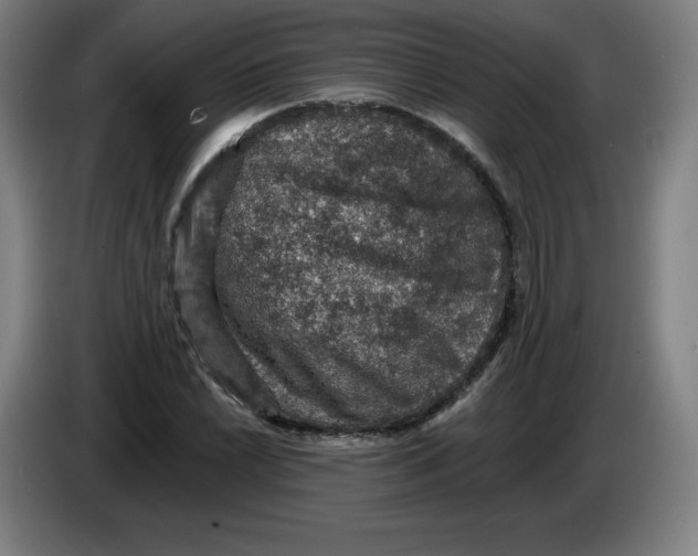 X0000085261022200703301828