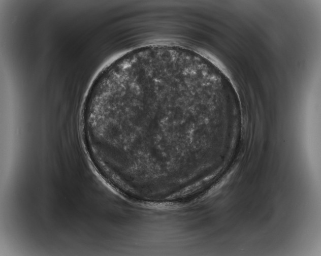 X0000085261045200703301828