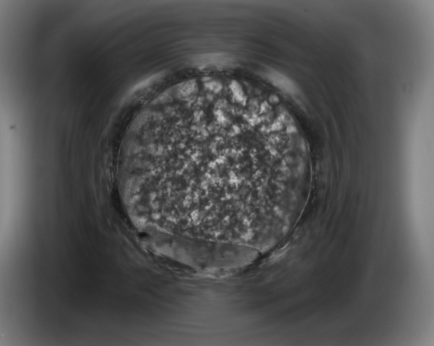 X0000085261063200703301828