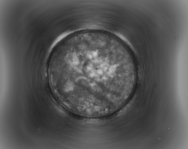 X0000085261070200703301827