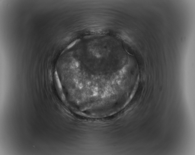 X0000085261106200703301826