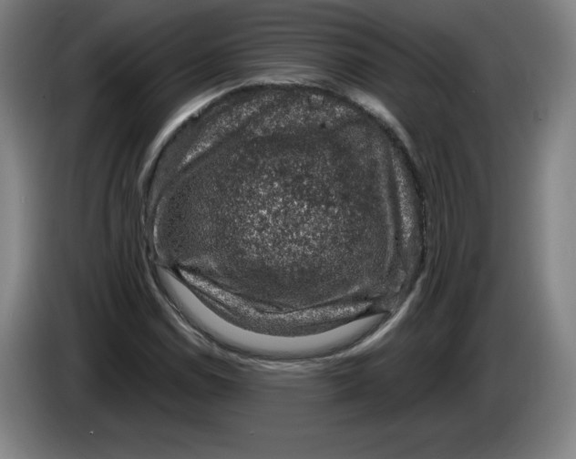 X0000085261114200703301826