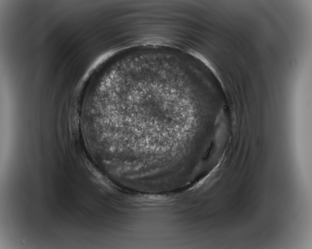 X0000085261115200703301826