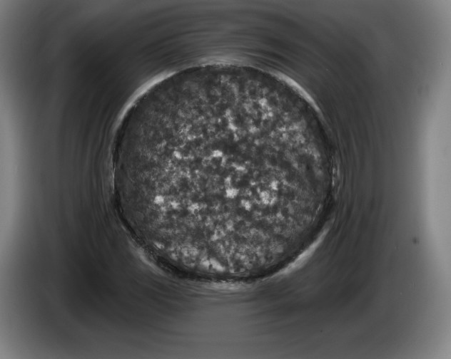 X0000085261117200703301826