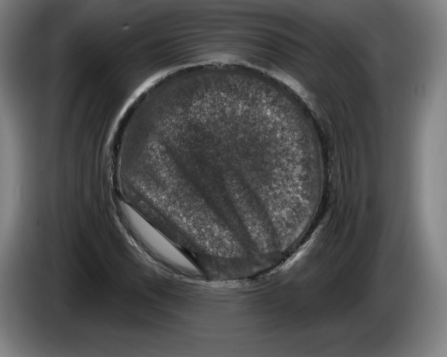 X0000085261118200703301826