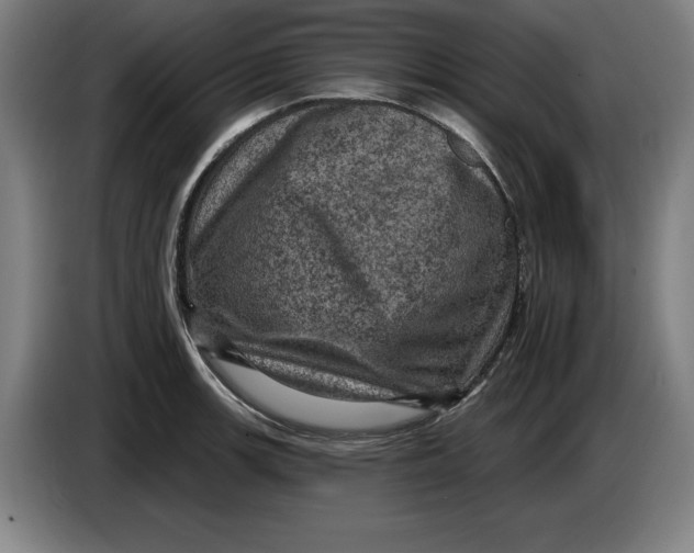 X0000085261139200703301827