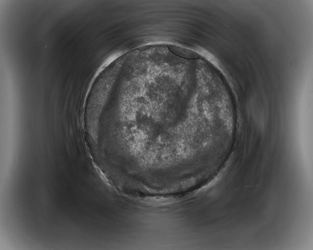 X0000085261145200703301827