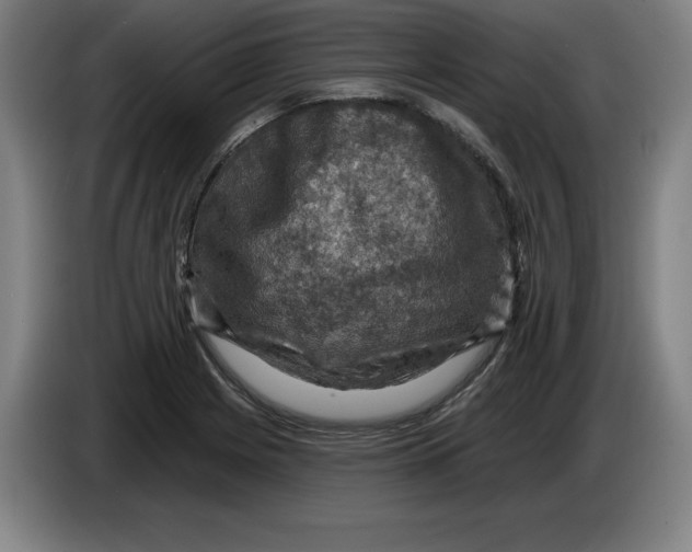 X0000085261225200703301825