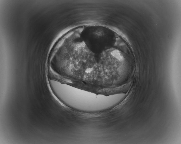 X0000085261239200703301825