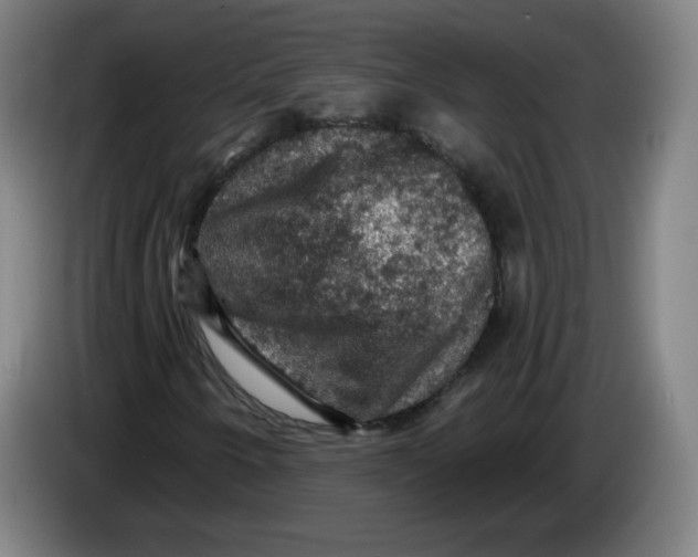 X0000085261250200703301825