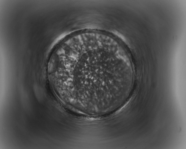 X0000085261263200703301825