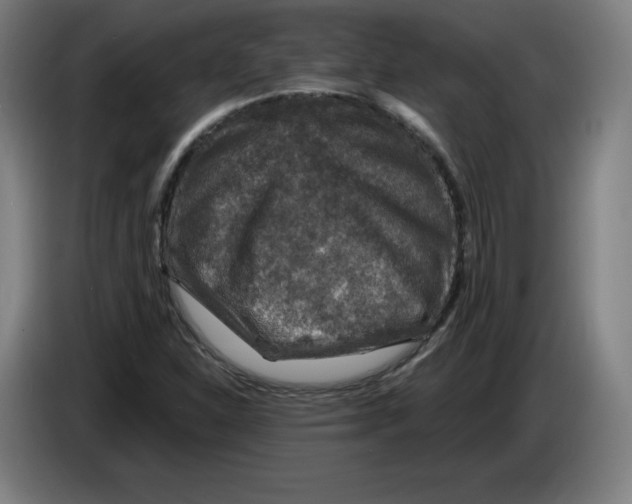 X0000085261310200703301824