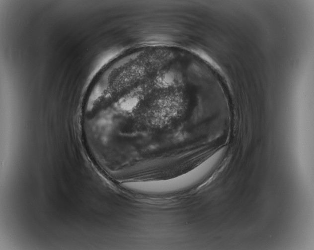 X0000085261325200703301824