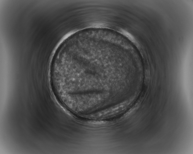 X0000085261331200703301824