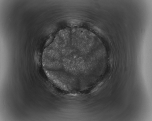 X0000085261346200703301824